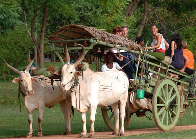 Bullock Cart Tour